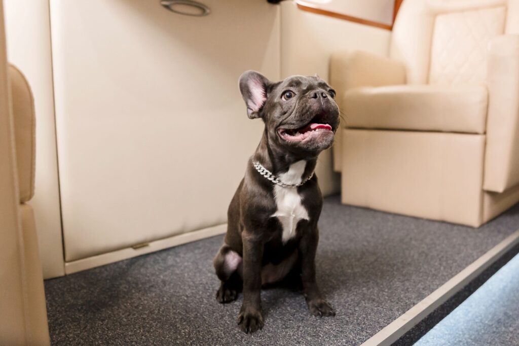 Small dog french bulldog on board of plane