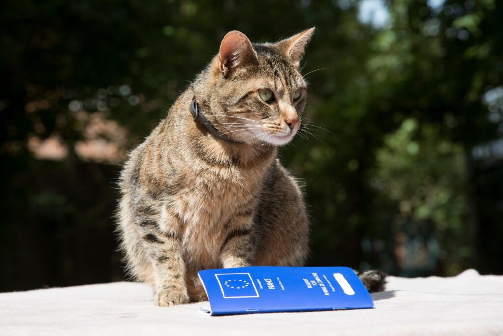 Portrait of a cat with her Pet Passport issued in the European Union