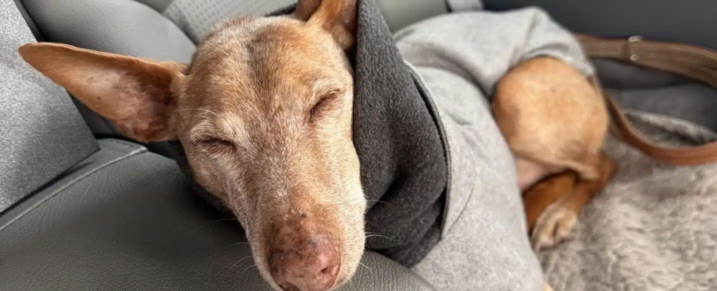 Een hond die rustig rust in de cabine van een FA Jets privéjet tijdens de vlucht, wat het comfort en de rust van privévliegen benadrukt.