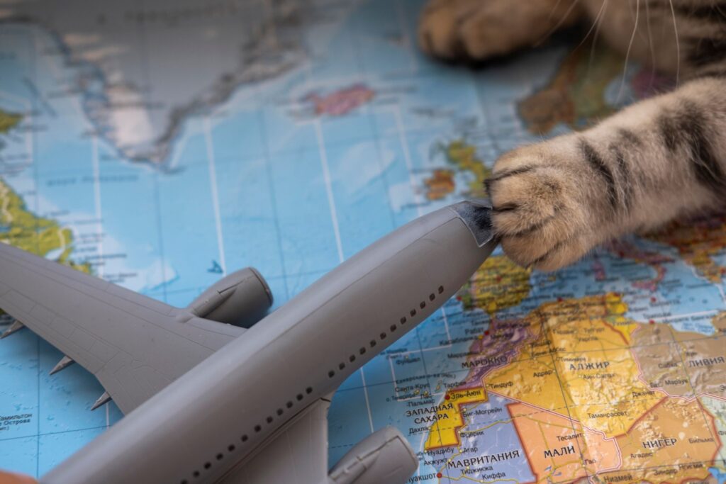 The paw of a cat touching an airplane toy on a world map