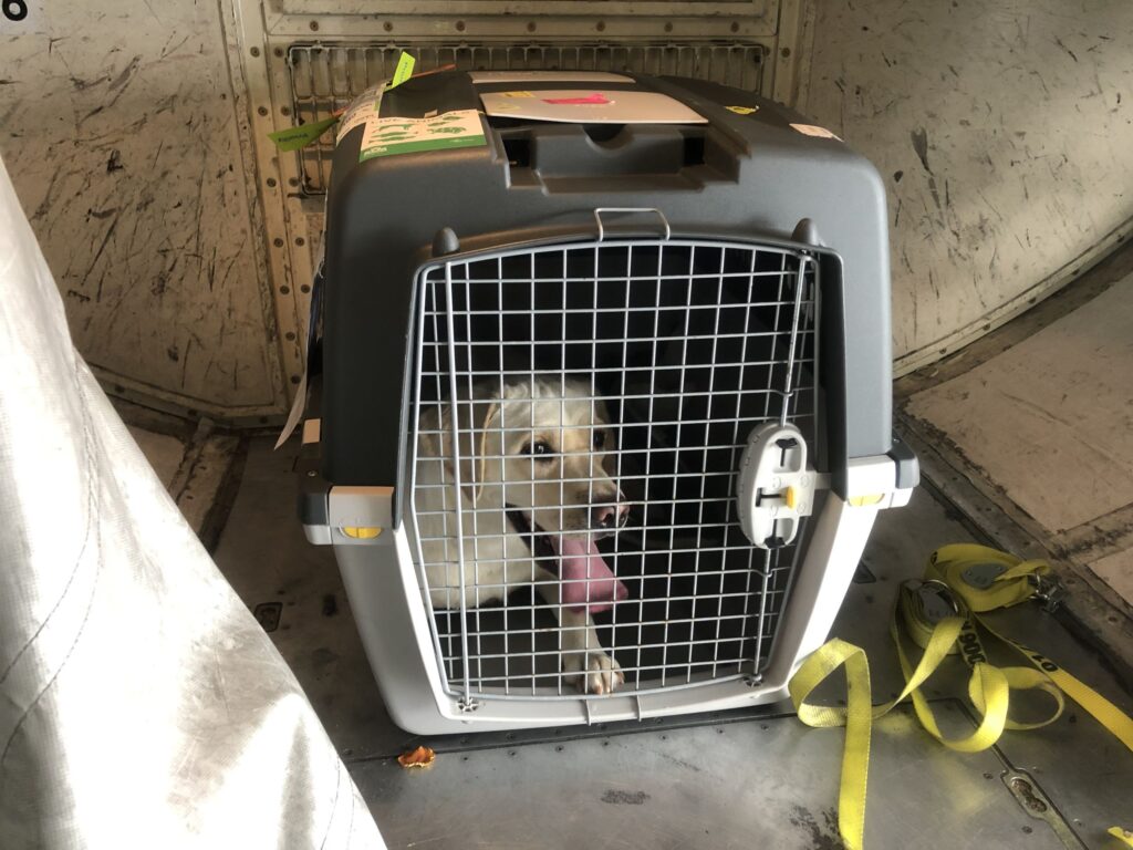 Golden Retriever Dog Travelling as Cargo in Airline Approved Carrier on a Commercial Flight